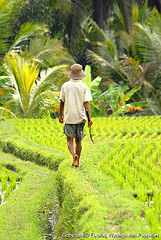 rice_farmer Flickr: wYnand!