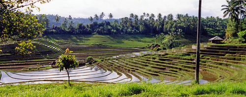 rice_fields Flickr: Atelier Teee
